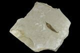 Fossil Willow Leaf (Salix) - Green River Formation, Utah #117966-1